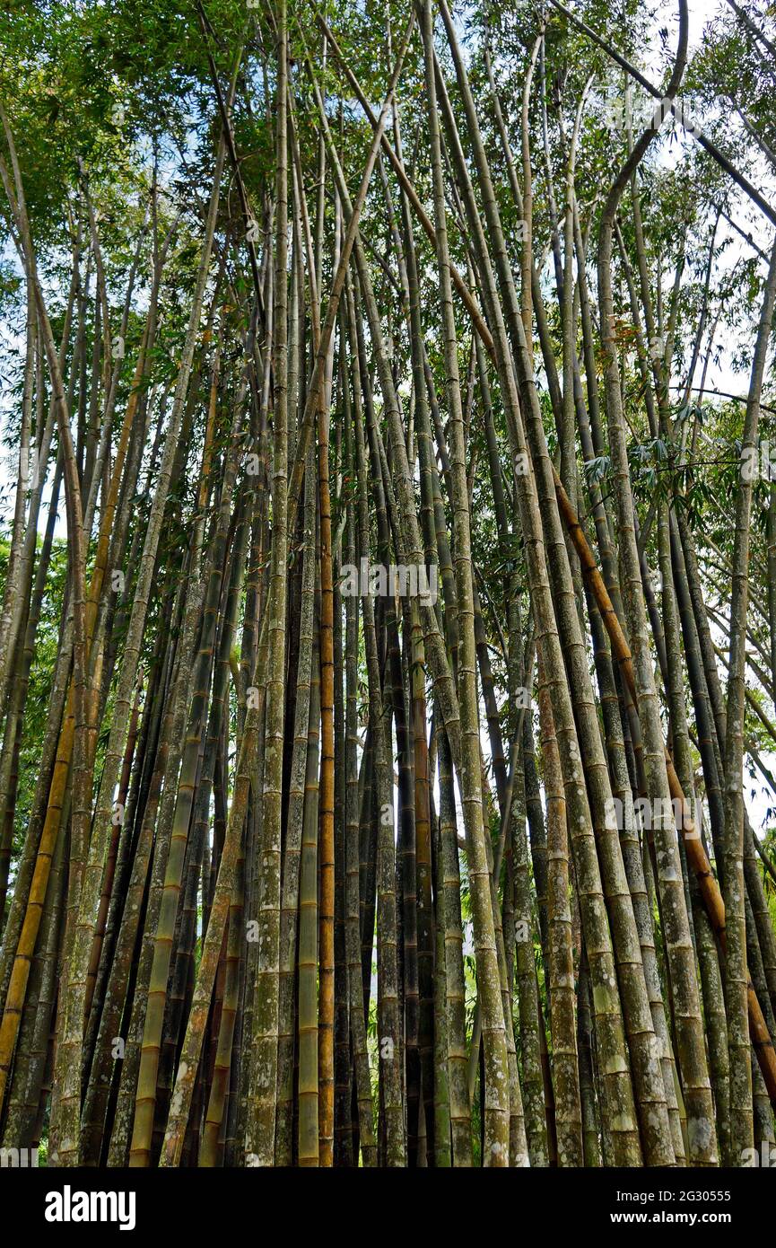 Giant bamboo or dragon bamboo (Dendrocalamus giganteus), Rio de Janeiro Stock Photo