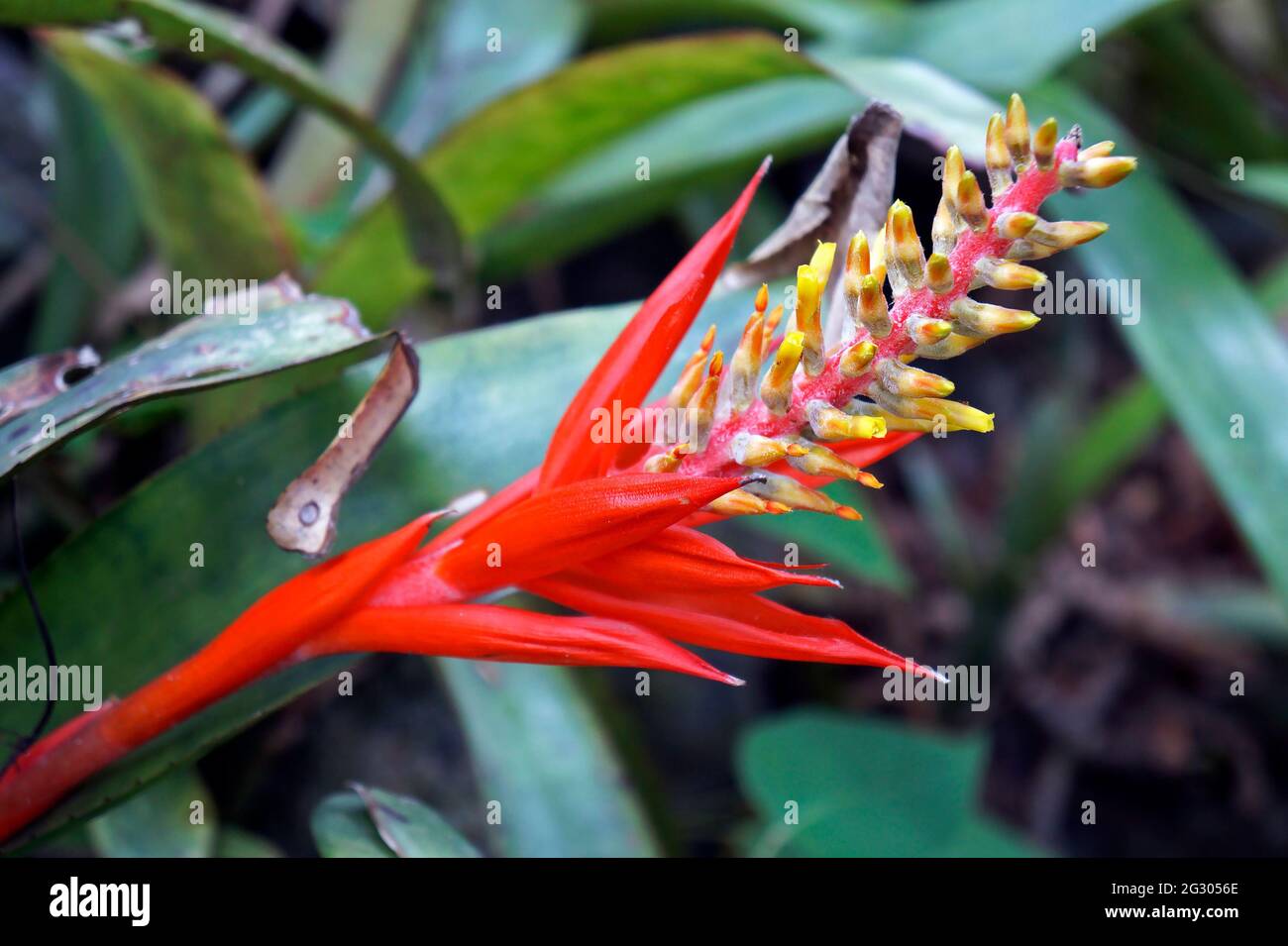 Red bromeliad inflorescence (Aechmea nudicaulis) Stock Photo