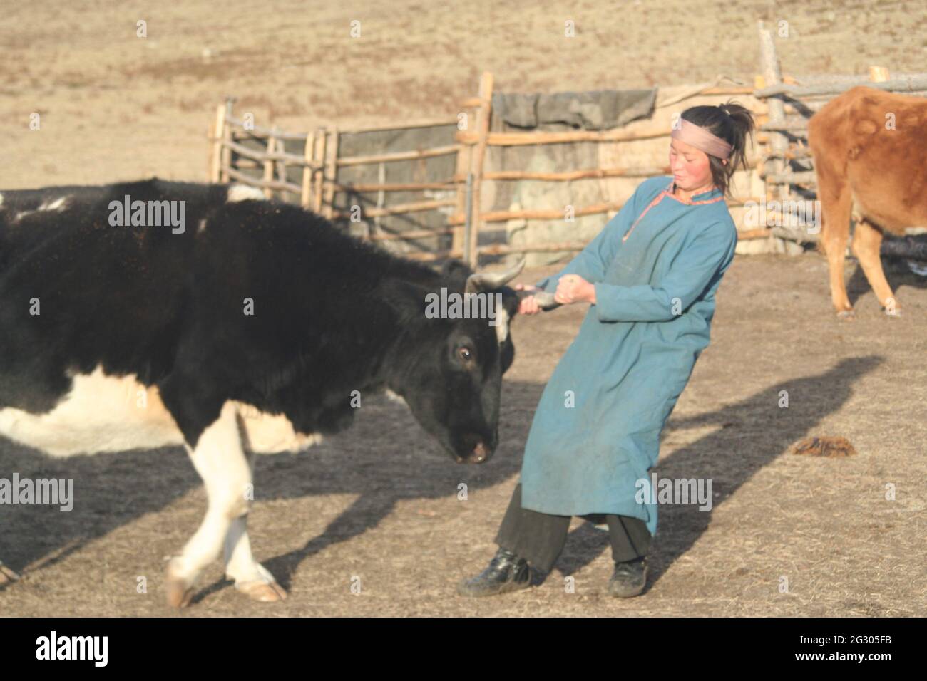 Young female Mongolian farmer with her cows, Mongolia Stock Photo - Alamy