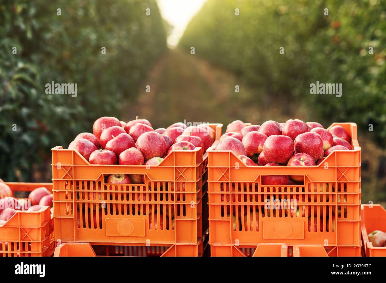 Organic fruit harvest season, nature and agribusiness, trade and business Stock Photo