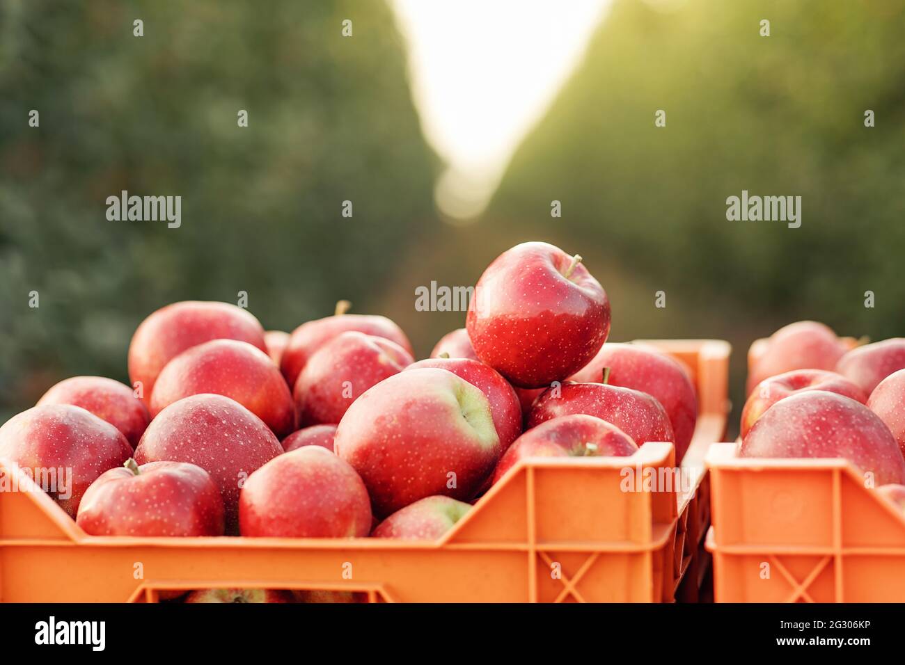 Farm, garden and organic produce, harvesting in autumn and summer Stock Photo