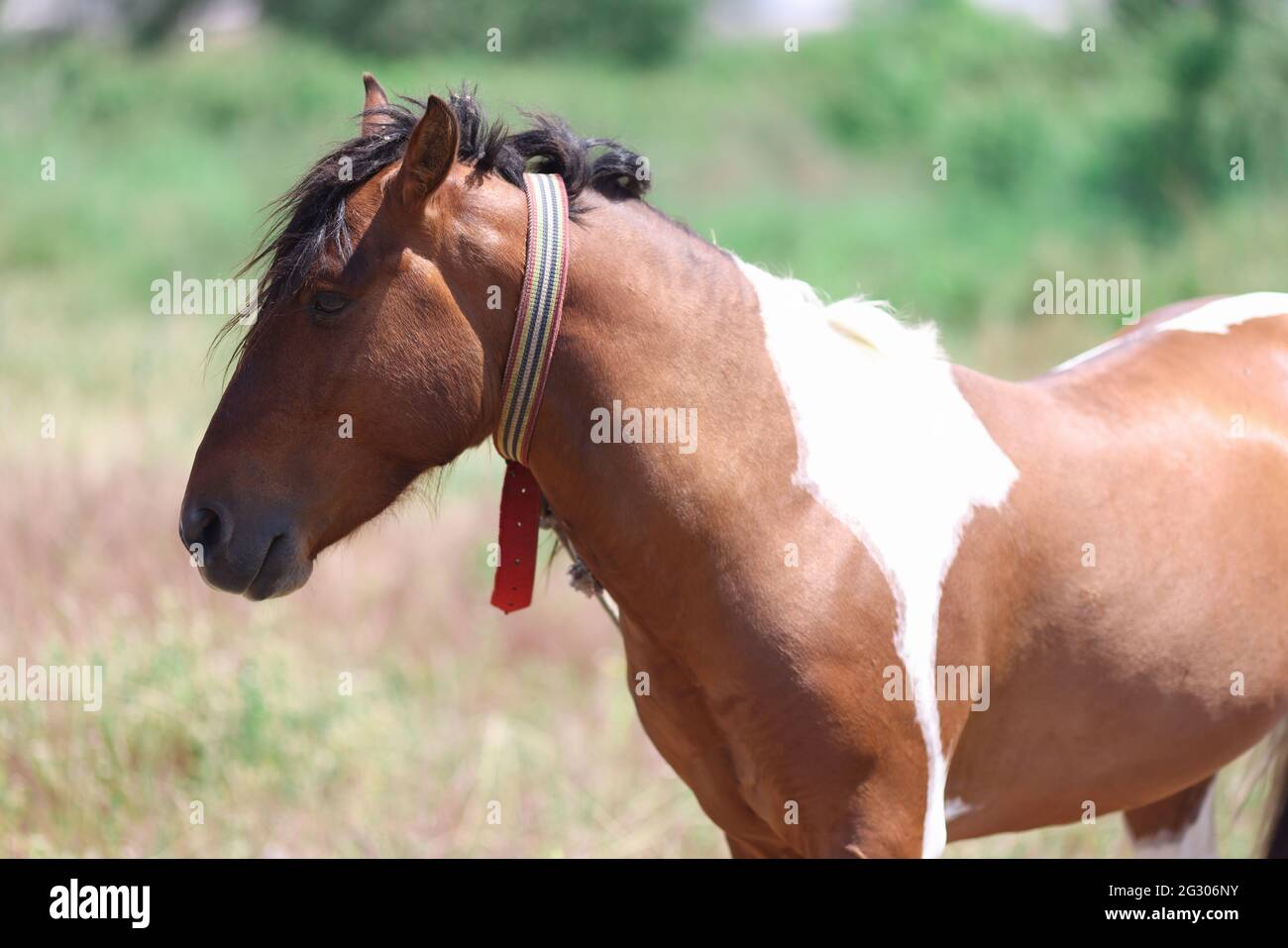 Wild skewbald horse stands in green pasture Stock Photo