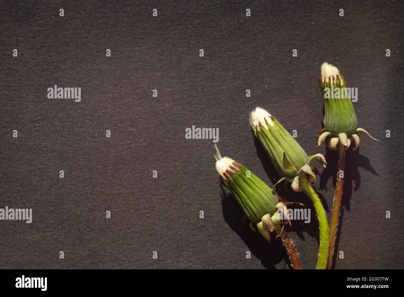 Three closed dandelion flowers on a black table. Stock Photo