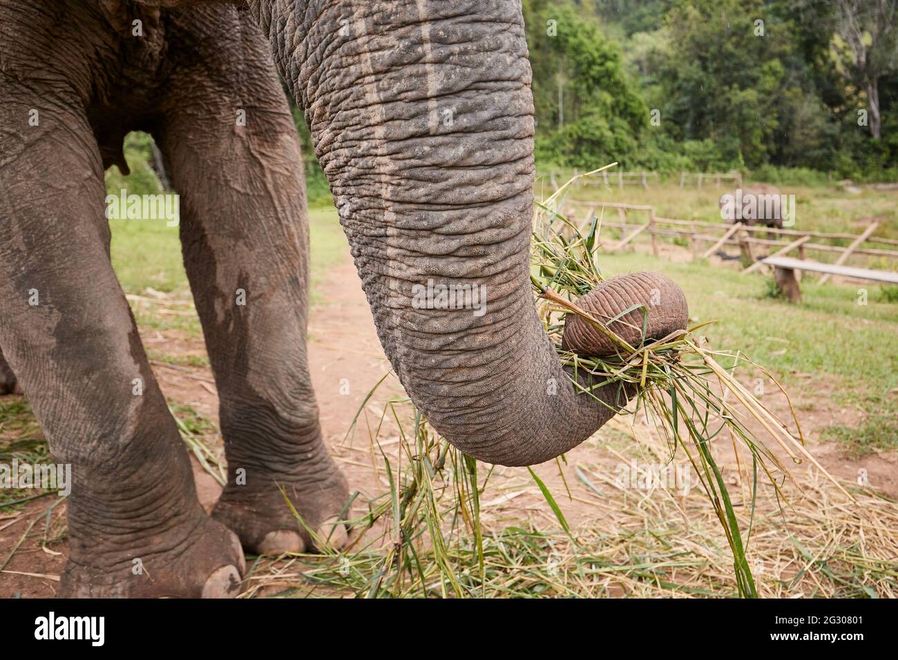Close-up view of elephant trunk during eating, Chiang Mai Province, Thailand Stock Photo