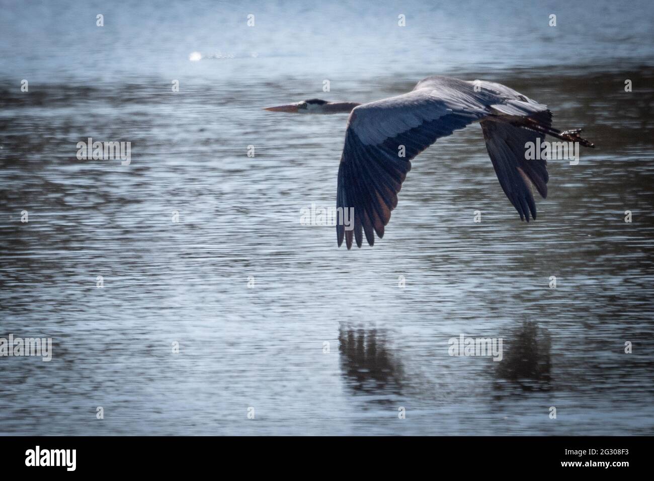 A single great blue heron takes flight over a pond in Kachina Village south of Flagstaff, Arizona. Stock Photo