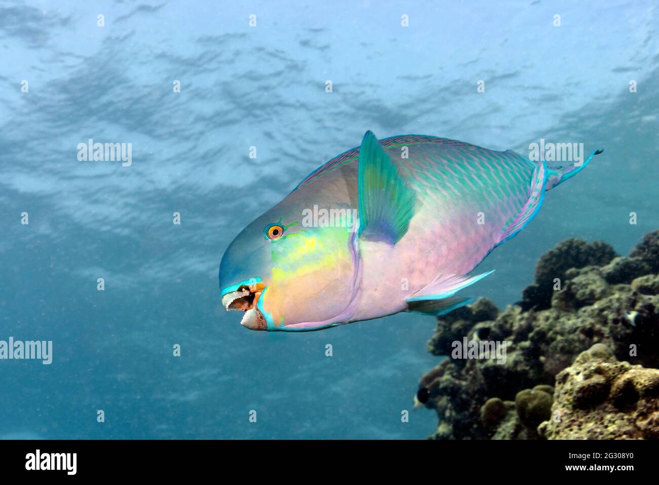 Redlip Parrotfish, Scarus rubroviolaceus, male in Maldives Stock Photo