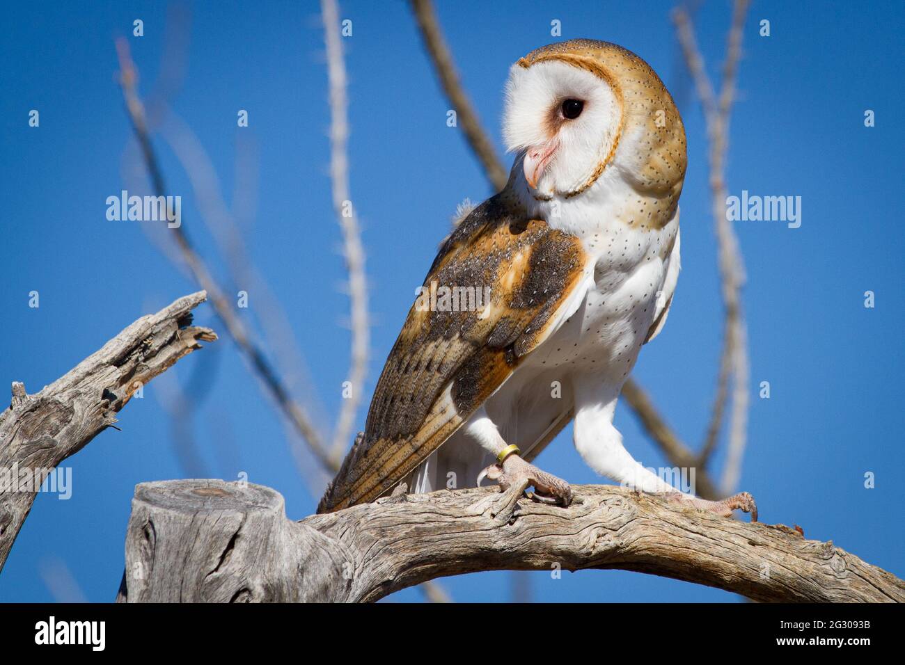 A barn owl stands on a branch in the Sonoran desert outside of Tucson