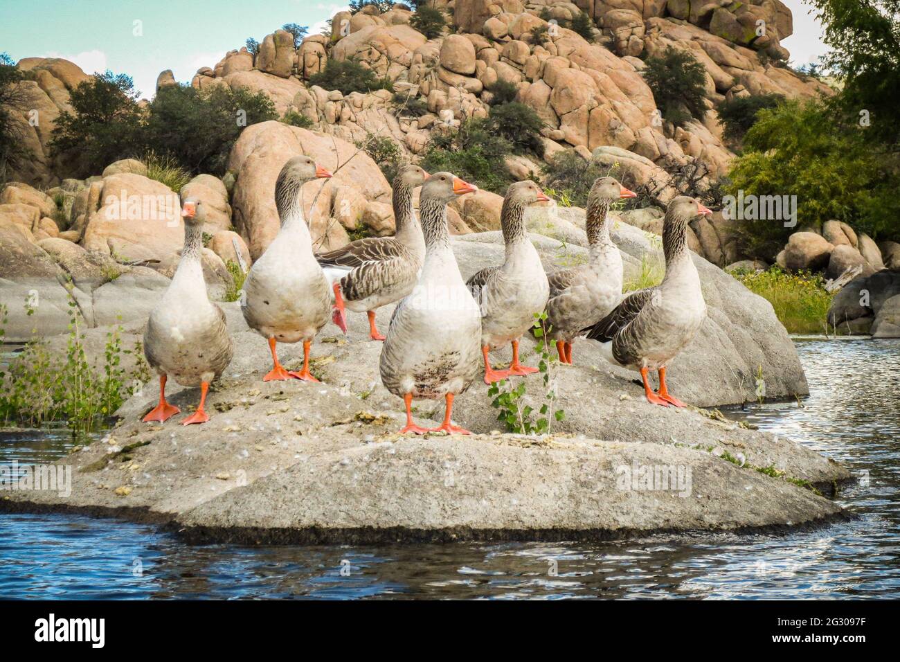 Seven gray geese with orange feet stand on a rock in Watson Lake near Prescott, Arizona. Stock Photo