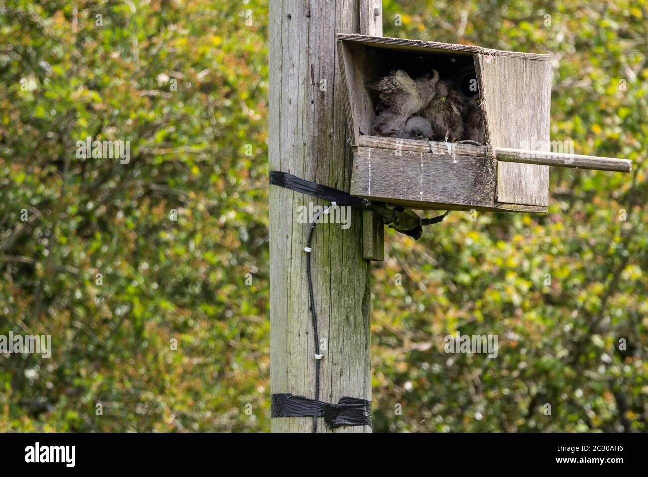 Kestrel nesting box with chicks (falco tinnunculus) raptor bird of prey. Chicks awaiting parent to bring food like rodents. Stock Photo