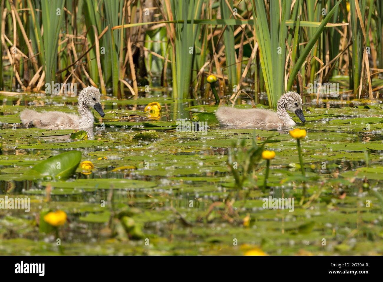 Mute swan chicks (cygnus olor) cygnets grey buffish brown plumage and dark grey bill look cute with soggy neck and face from feeding in lilly pond Stock Photo