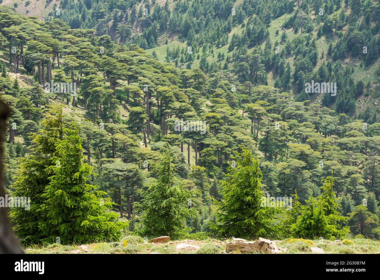 Scenic View from Chelia National Park. Atlas Cedar Forest (Cedrus Atlantica) in Mount Chelia in the Aures mountains in Algeria Stock Photo