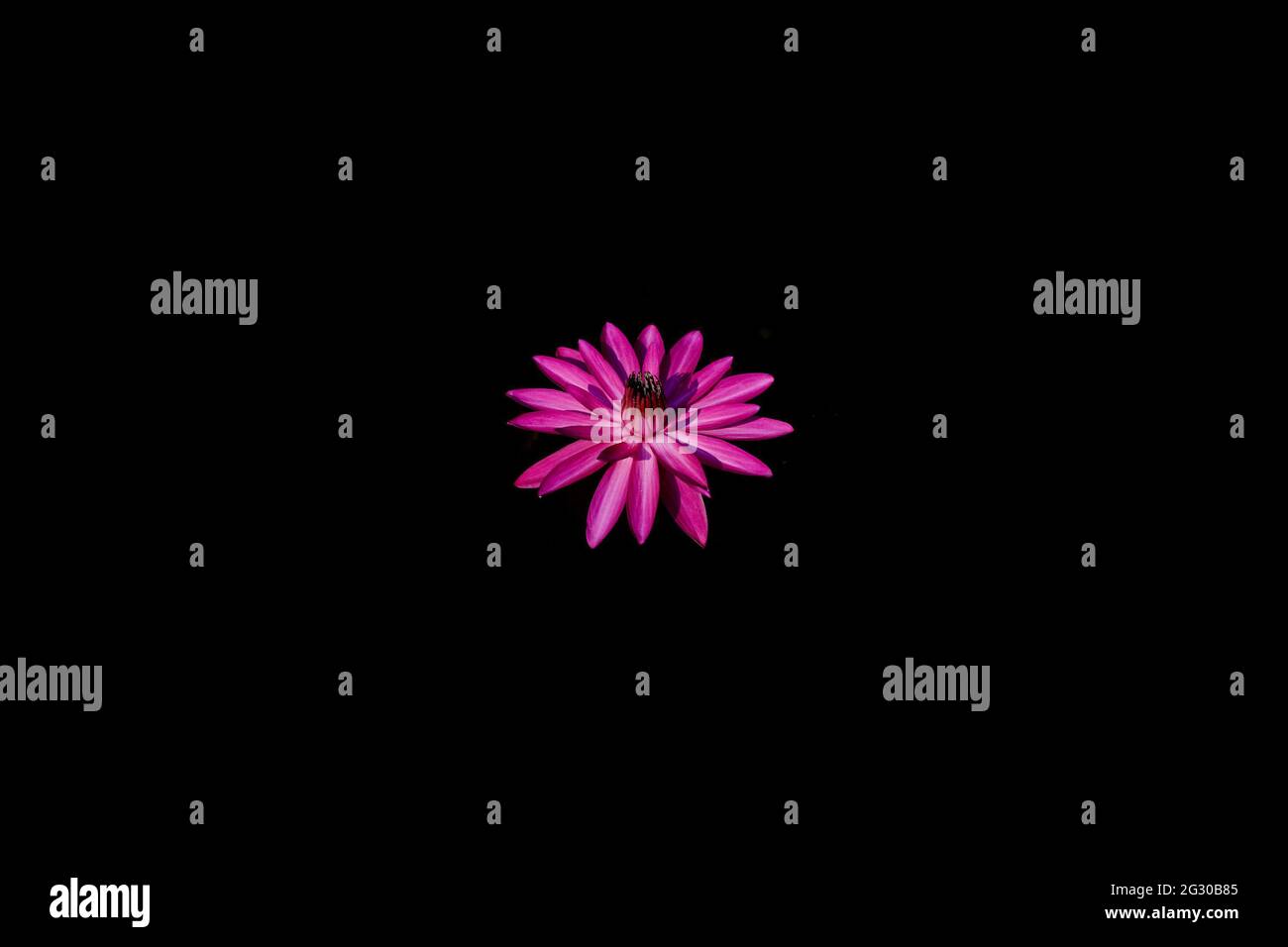 pink waterlily or lotus flower in black background Stock Photo