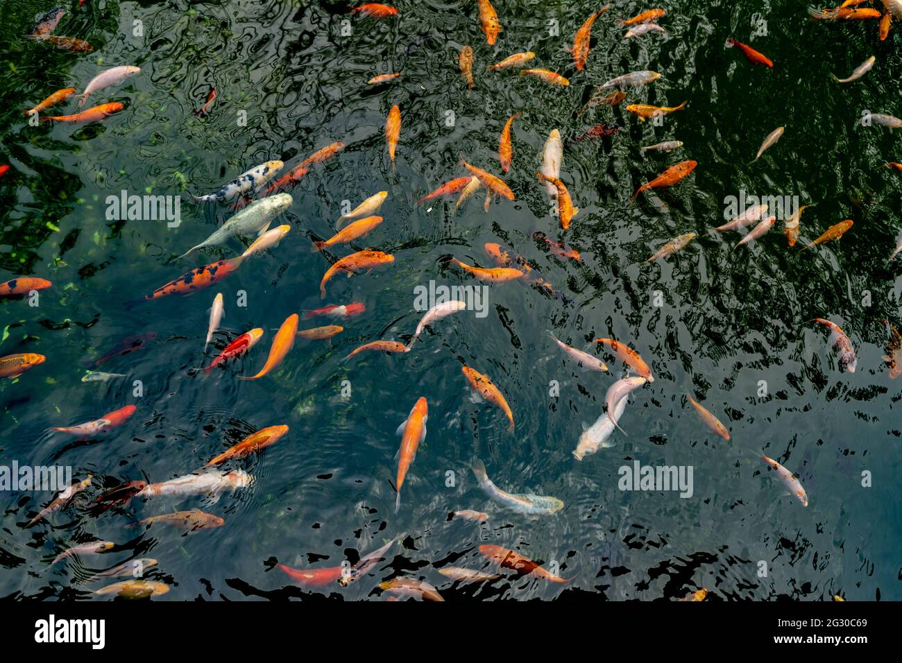 Pond with carps top view. Many colorful fish of different sizes swim in the  lake. School of fish in the pond. Fancy carp Stock Photo - Alamy