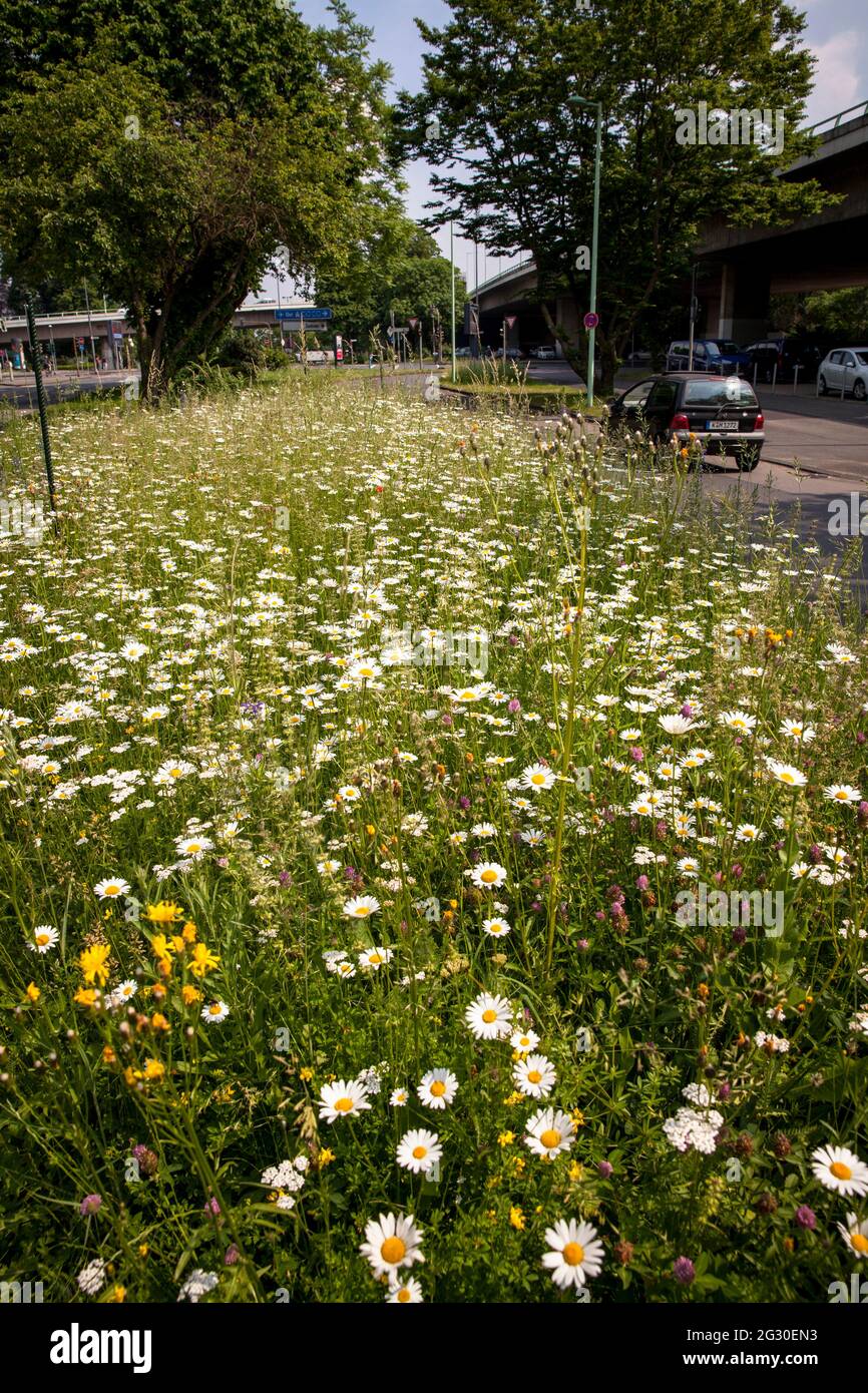 various flowers grow on the central reservation of the street Frohngasse, Cologne, Germany.  verschiedene Blumen wachsen auf dem Mittelstreifen an der Stock Photo