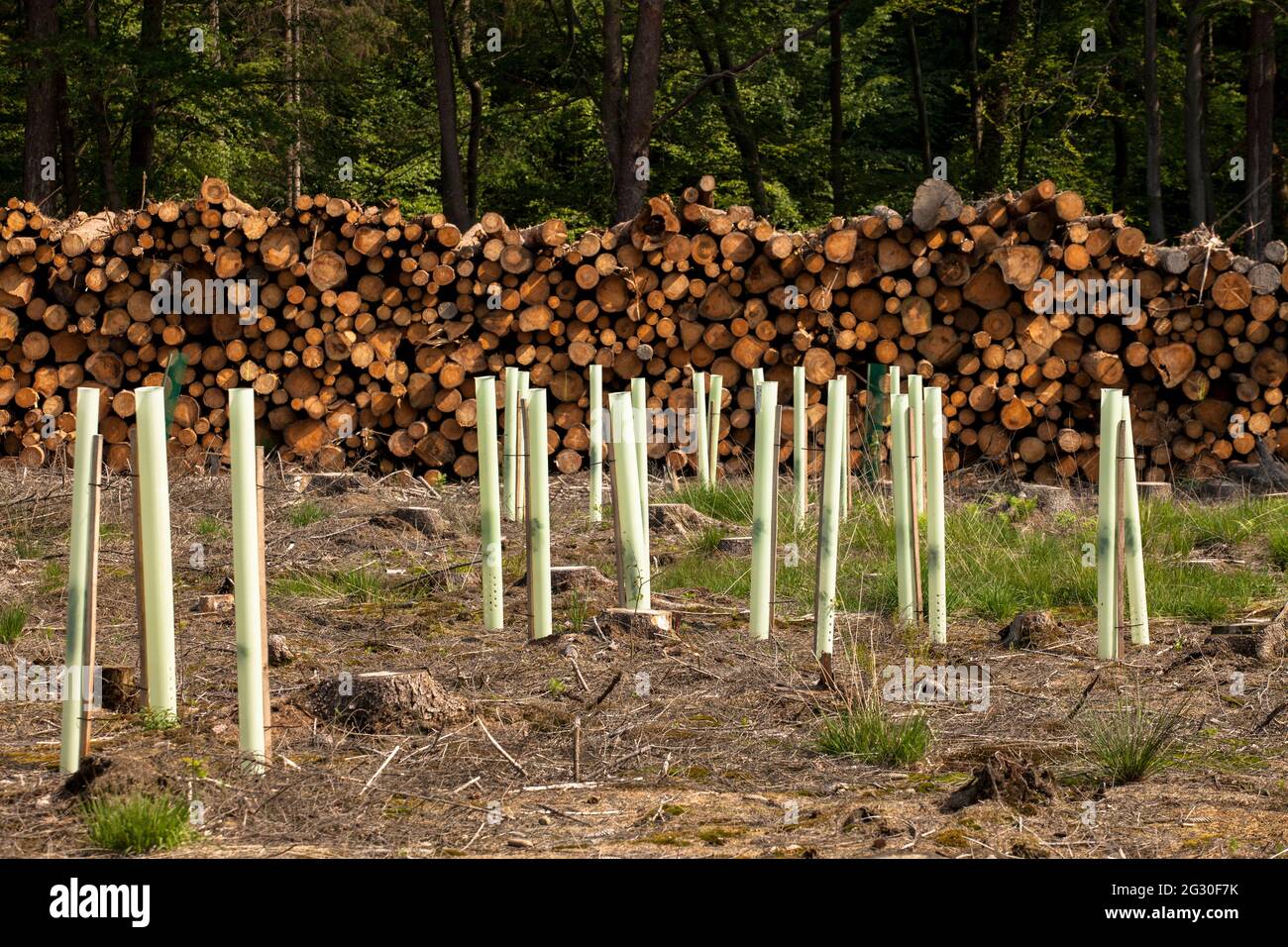 reforestation of a spruce forest in the Koenigsforst near Bergisch Gladbach that had died and been cleared due to water shortage and bark beetles, Nor Stock Photo