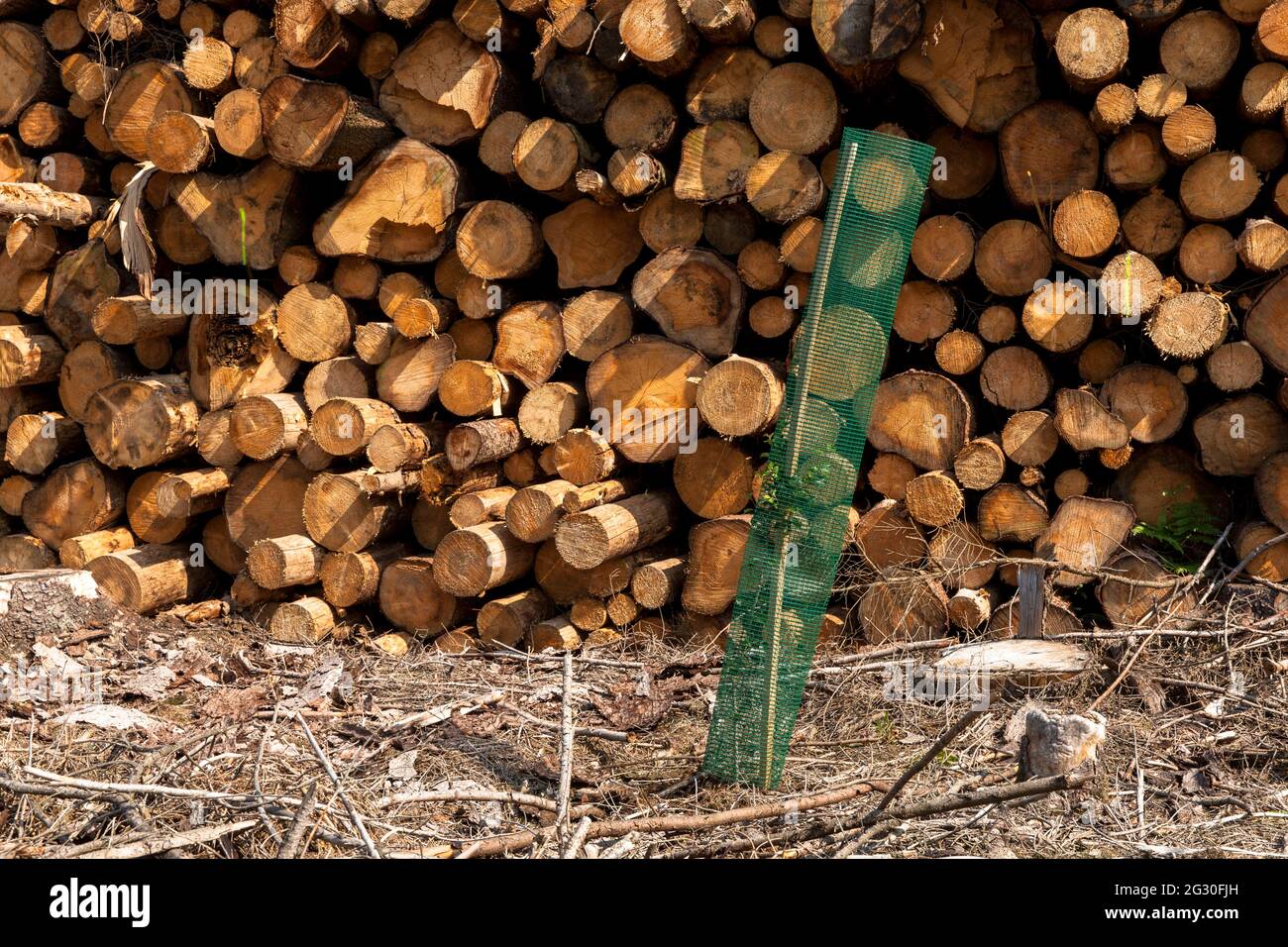reforestation of a spruce forest in the Koenigsforst near Bergisch Gladbach that had died and been cleared due to water shortage and bark beetles, see Stock Photo