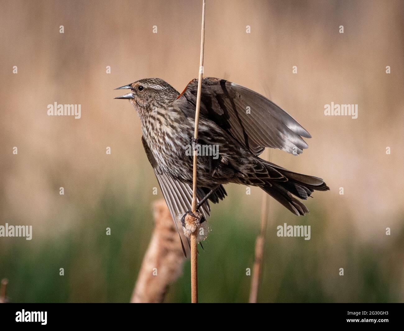A female red-winged blackbird is clinging to a tan reed near a pond in Flagstaff, Arizona. Stock Photo