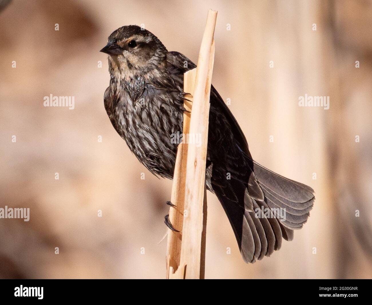 A female red-winged blackbird is clinging to a tan reed near a pond in Flagstaff, Arizona. Stock Photo