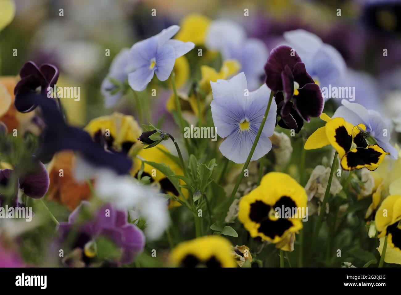 Selkirk, SCOTLAND. 13 June 2021.  Flowers in greenhouse mixed pots contain flowers in the garden greenhouses at Philiphaugh Estate, Selkirk. Stock Photo