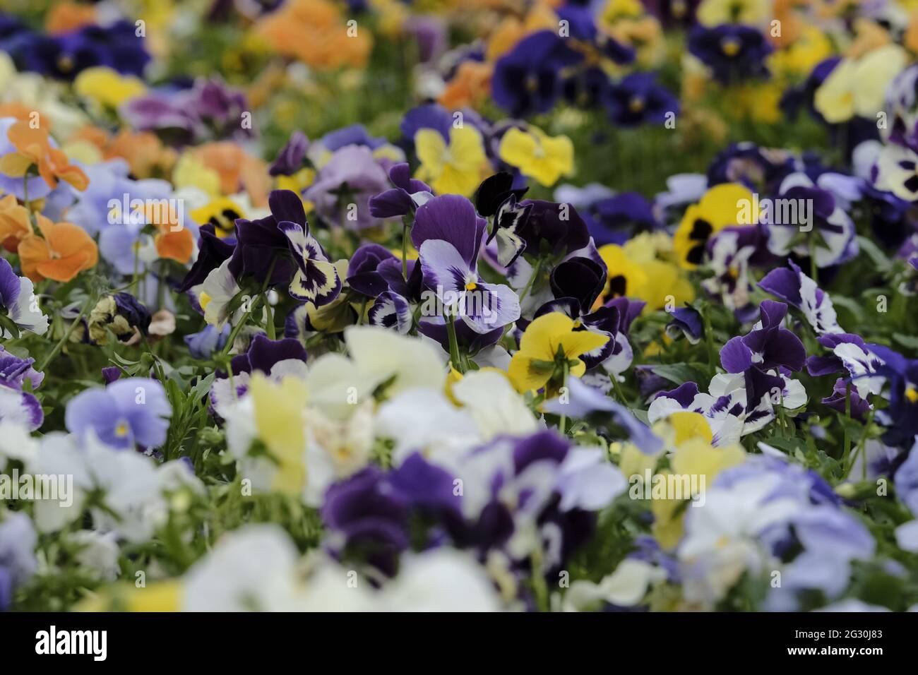 Selkirk, SCOTLAND. 13 June 2021.  Flowers in greenhouse mixed pots contain flowers in the garden greenhouses at Philiphaugh Estate, Selkirk. Stock Photo