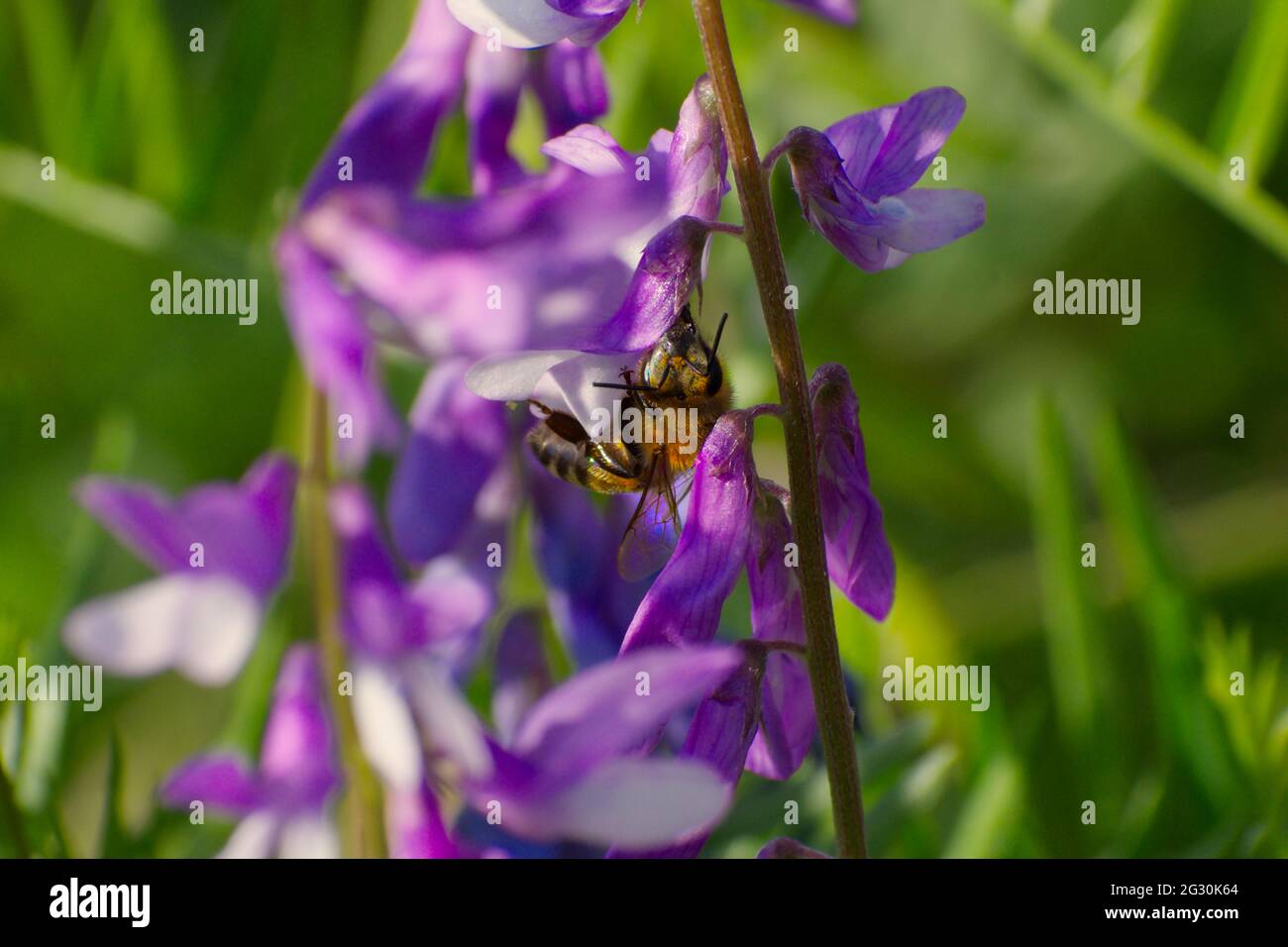 Insects images, nature landscape Stock Photo