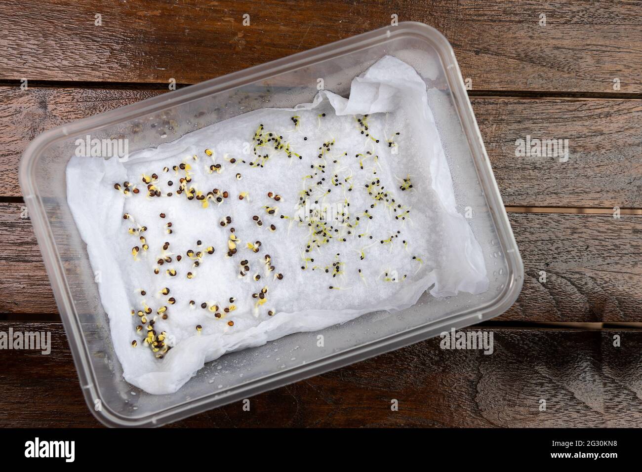 Seeds are placed in moist water soaked kitchen towel to germinate in container Stock Photo