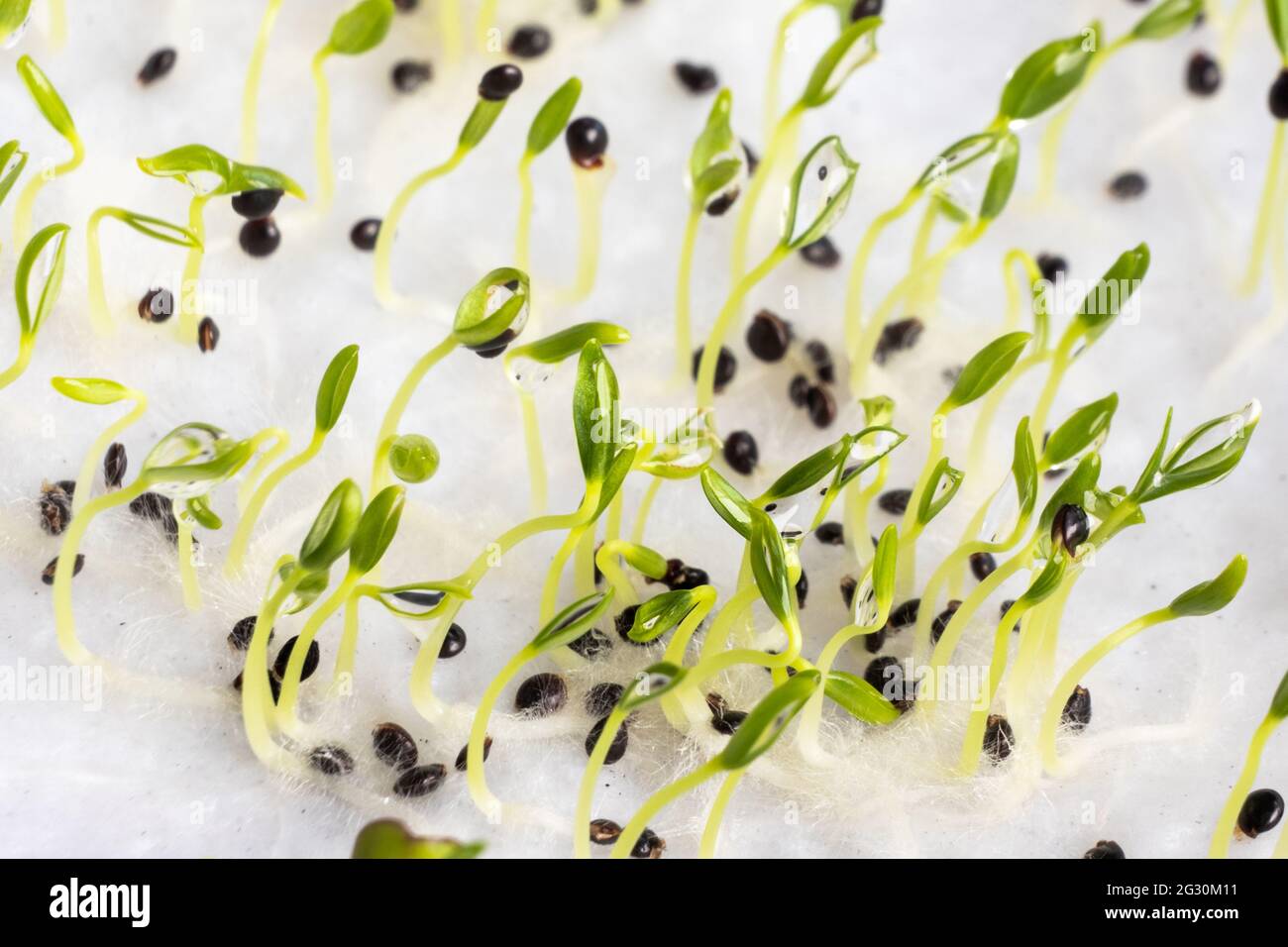 Close-up of Chinese spinach vegetable seeds that have germinated on moist water soaked kitchen towel Stock Photo
