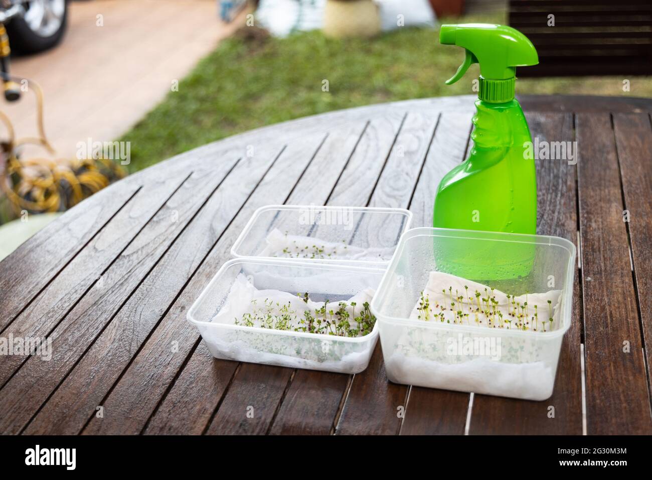 Seeds placed in container with water soaked kitchen towel to germinate. Stock Photo