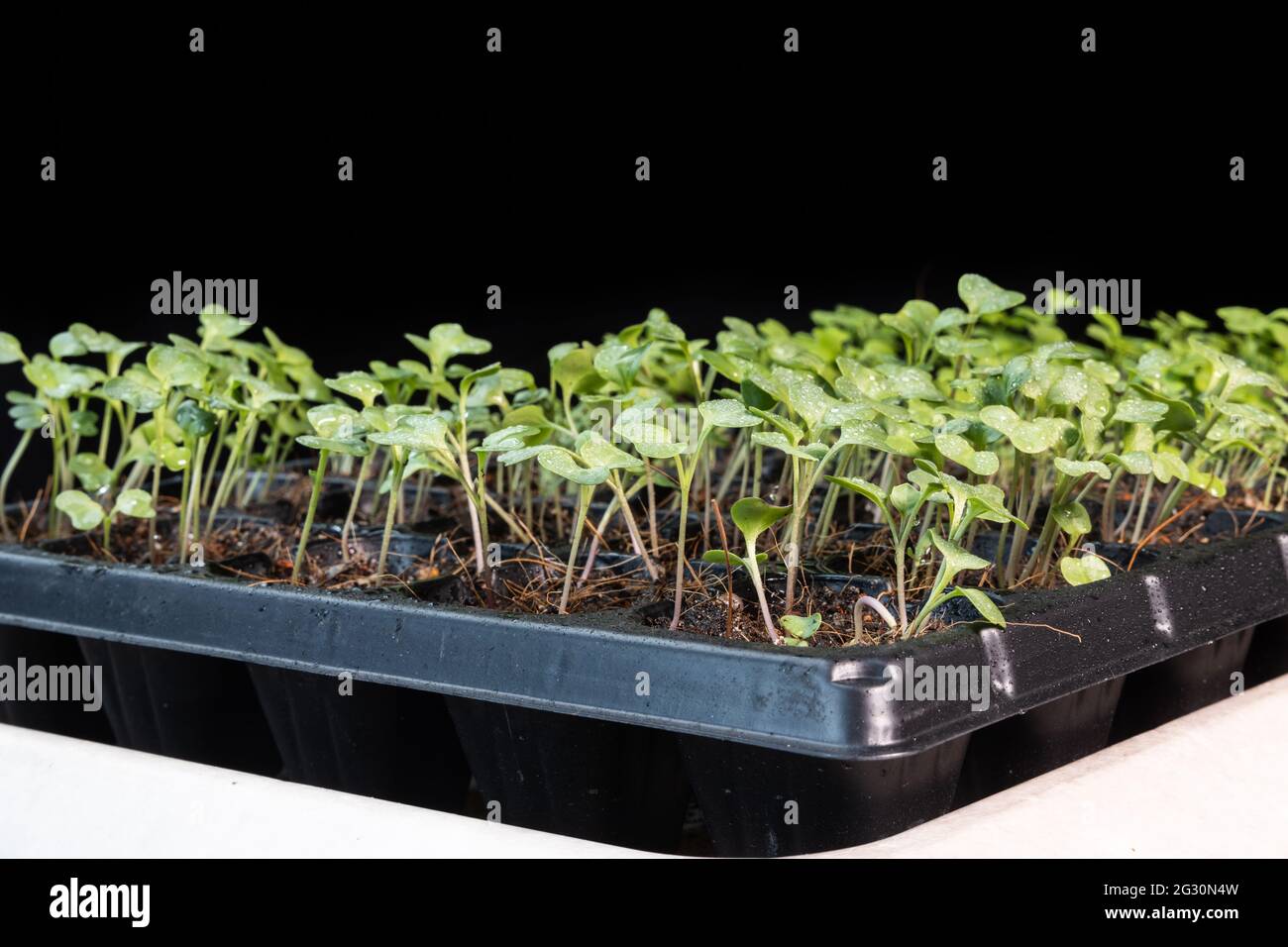Chinese kale, spinach and cabbage baby vegetable grew on seeding