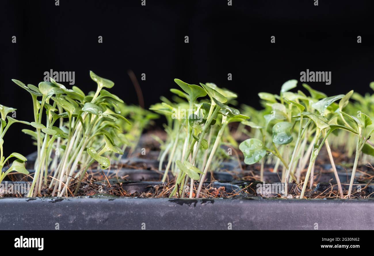 Closeup of Chinese kale baby vegetable in rows on seeding germination
