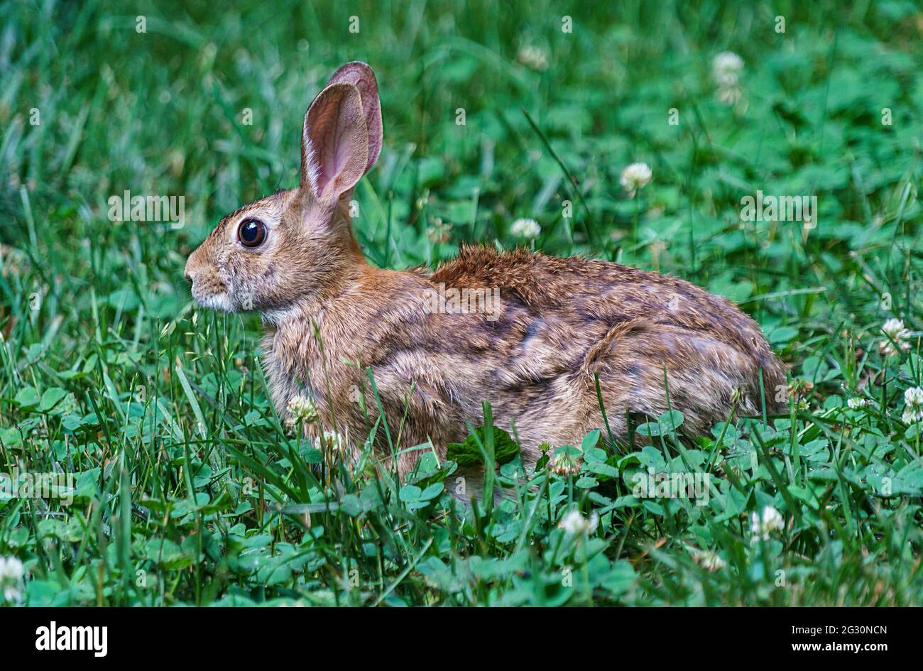 Alert brown rabbit crouching in a clover-filled meadow. Side view with ears pricked up. Stock Photo