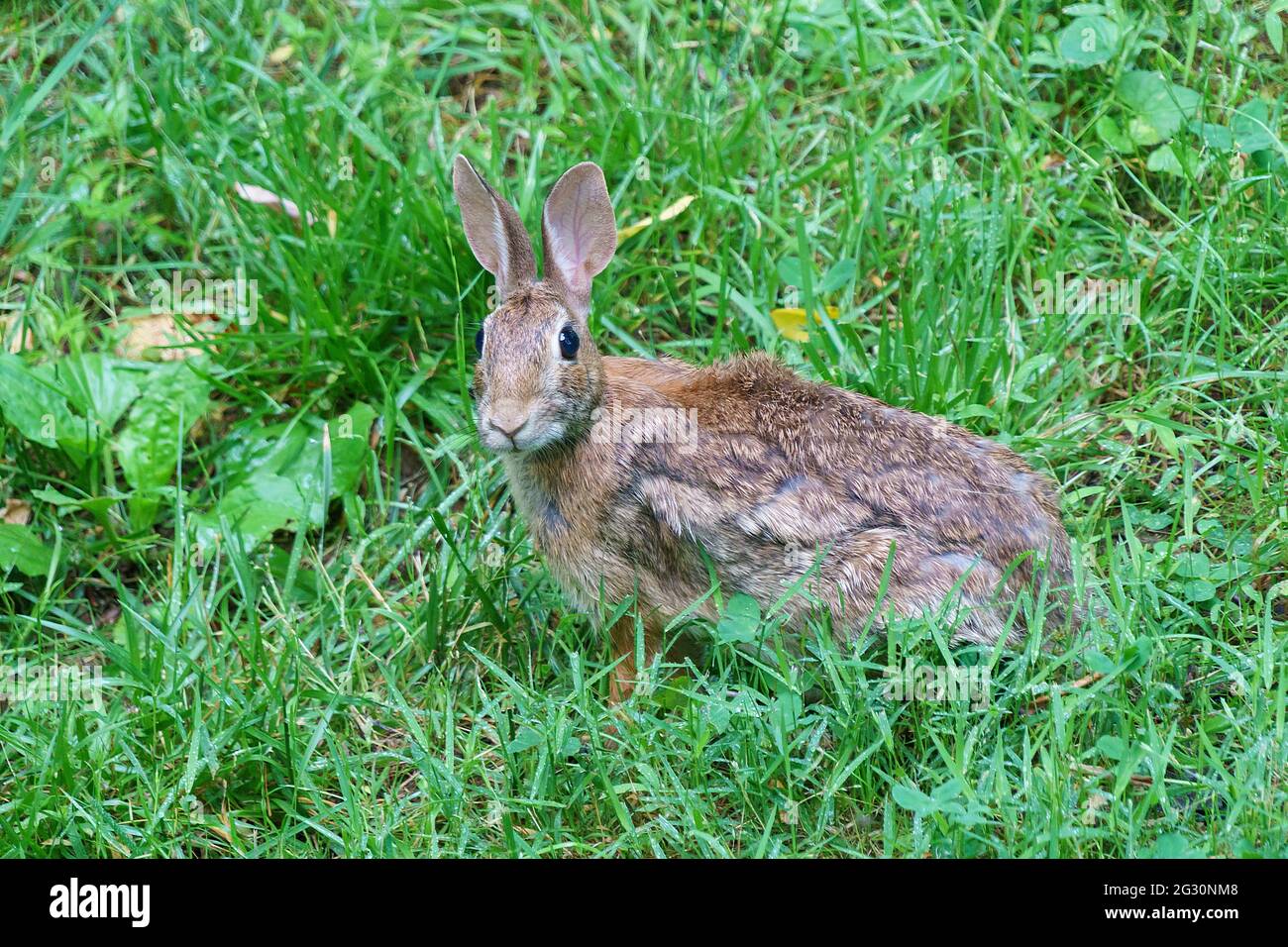 Brown rabbit in a meadow with short green grass. It is facing forward with it's ears pricked up. Stock Photo