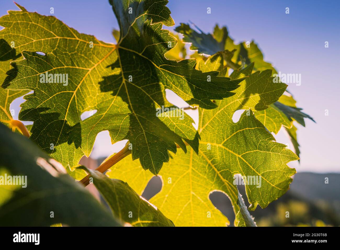 Vine leaves at sunset. Ecological cultivation. Valdepeñas, Ciudad Real, La Mancha, Castilla la Mancha, Spain, Europe Stock Photo