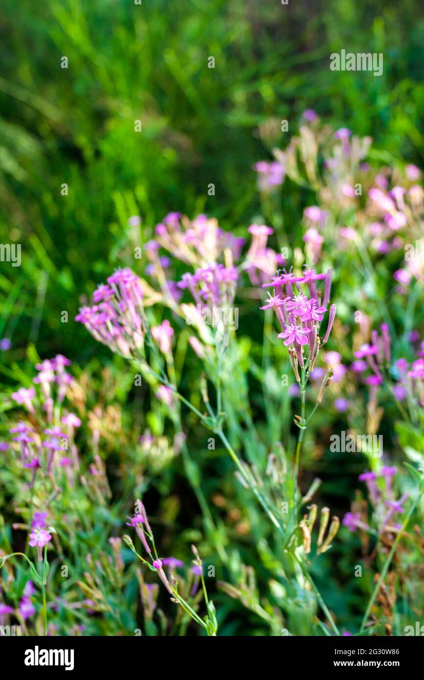Lychnis Viscaria vulgaris (also known as Silene viscaria, sticky catchfly or clammy campion) flowers closeup Stock Photo