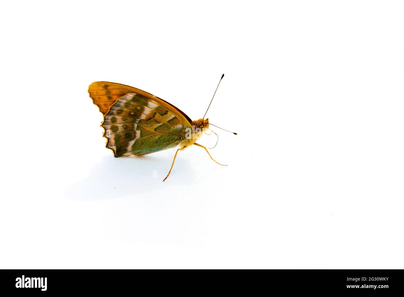 Butterfly. The Nymphalidae are the largest family of butterflies, with more than 6,000 species distributed throughout most of the world. Belonging to Stock Photo