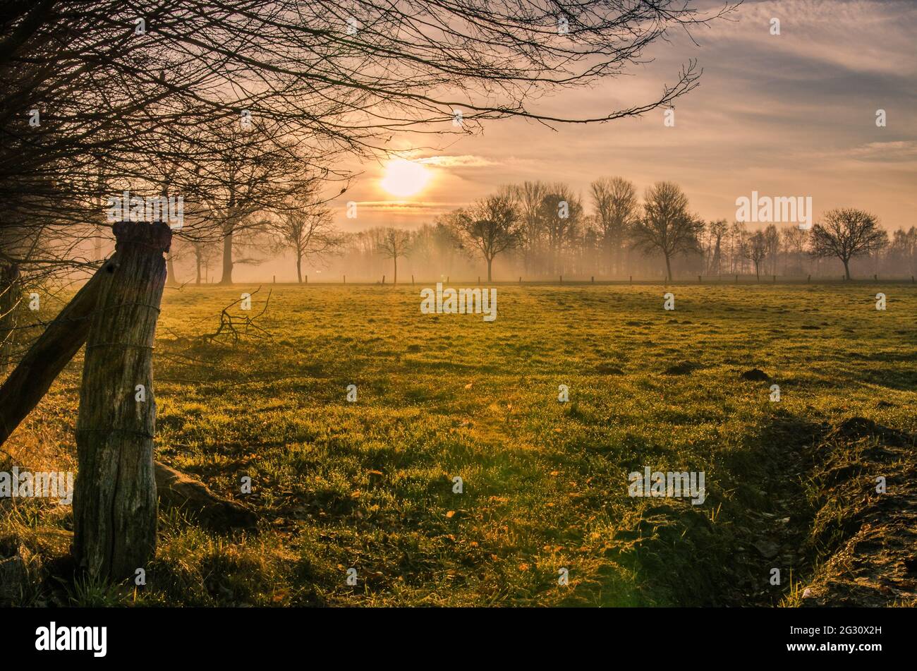 Green meadow surrounded by trees with light fog at sunrise on a spring ...