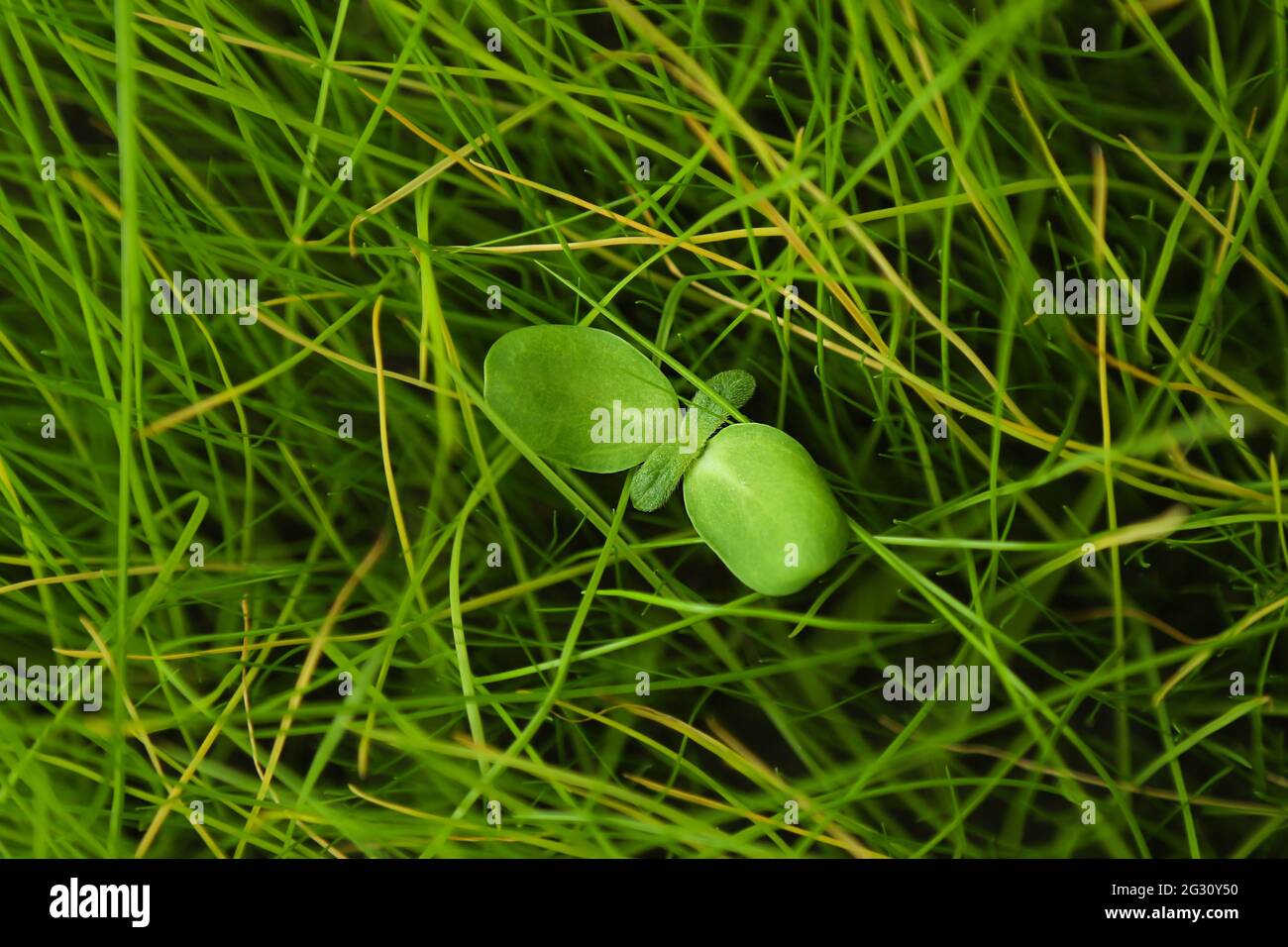 there was a small sprout growing on the green lawn. Concept: against all expectations. Stock Photo