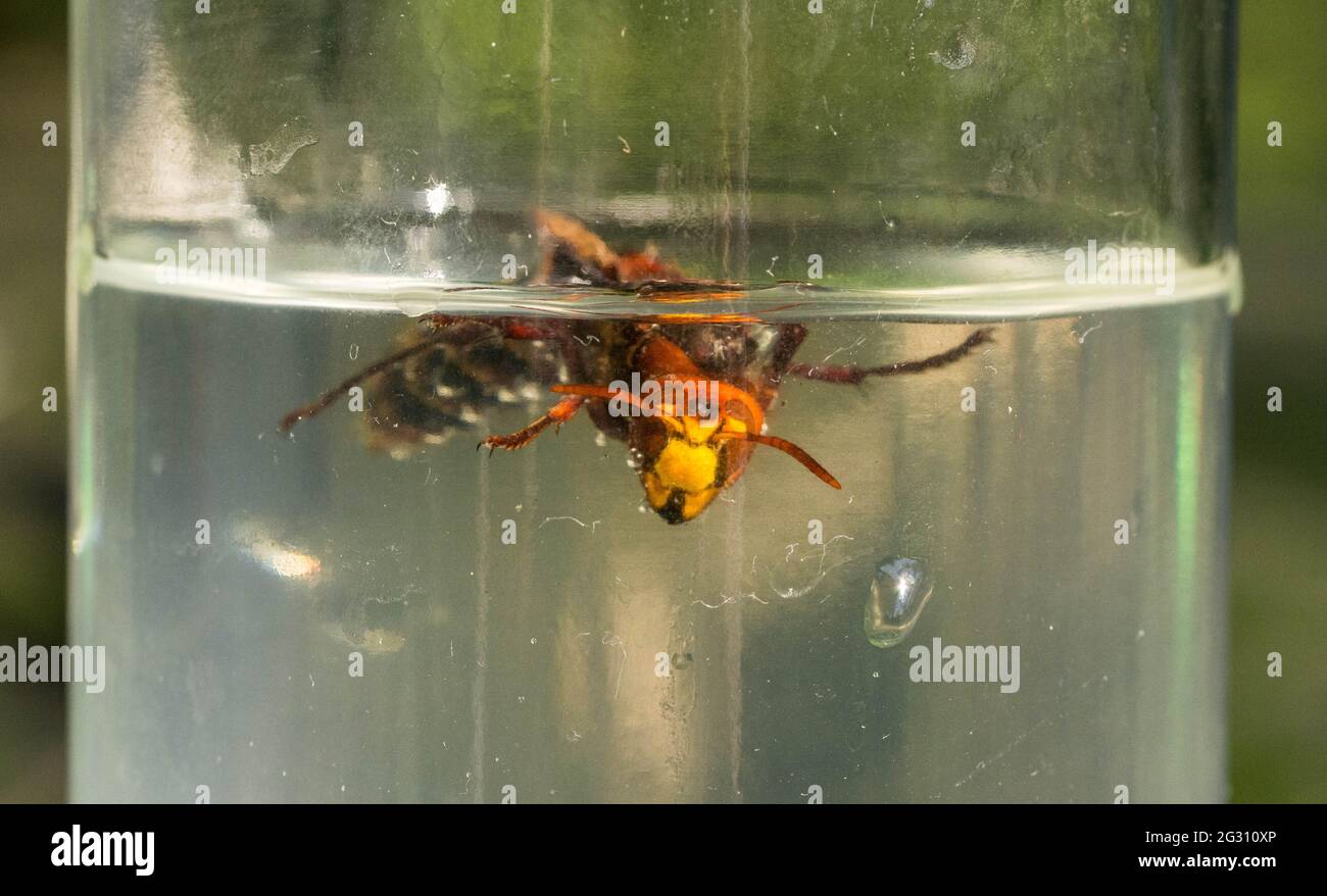 trapped in a sugar water bottle Stock Photo Alamy