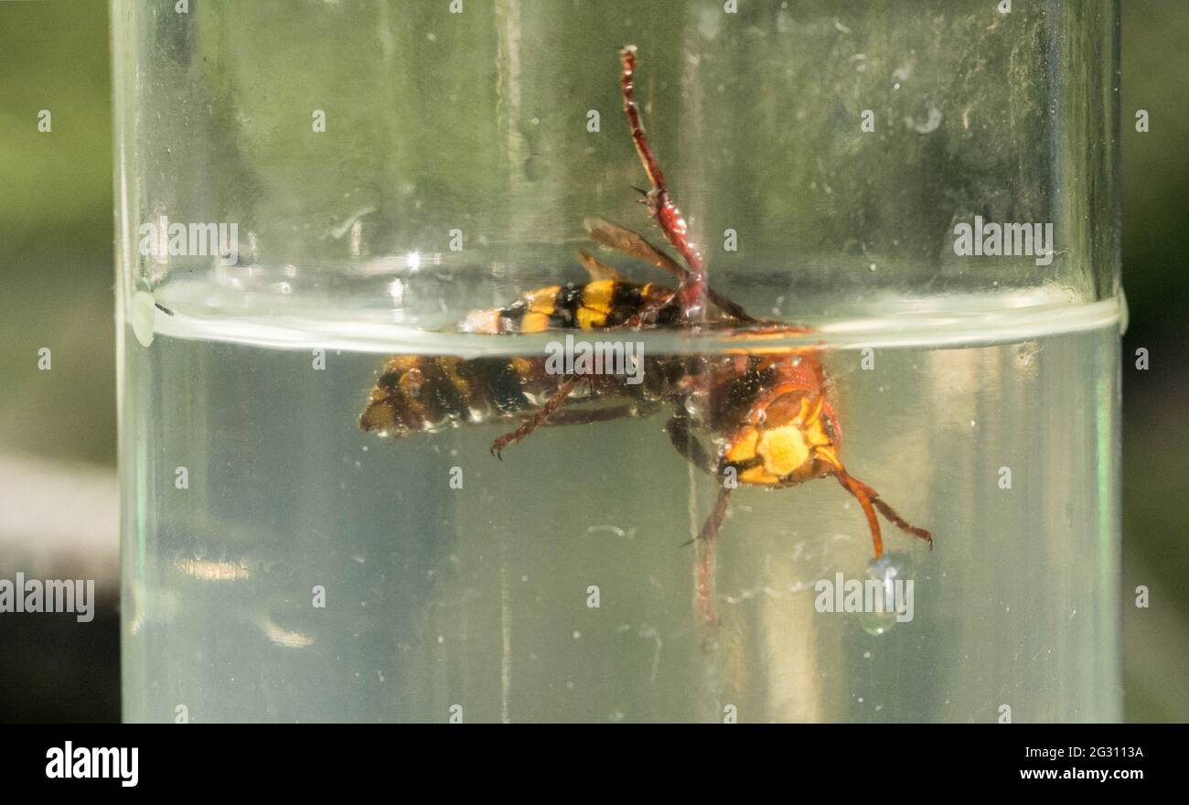 trapped in a sugar water bottle Stock Photo Alamy