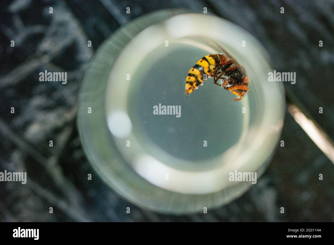 trapped in a sugar water bottle Stock Photo Alamy