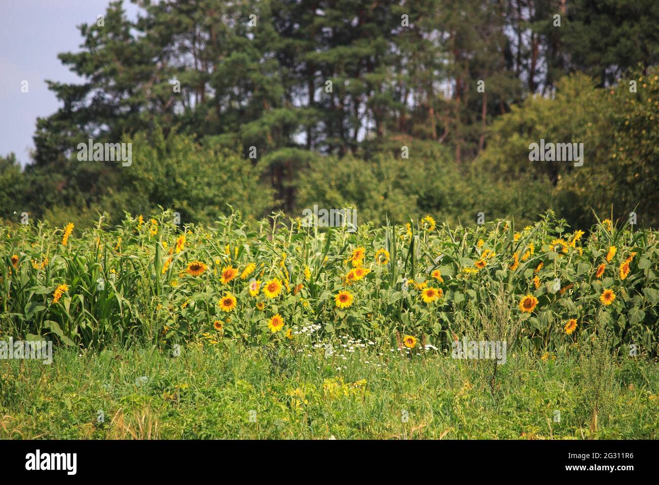 Field of sunflowers near the village Stock Photo