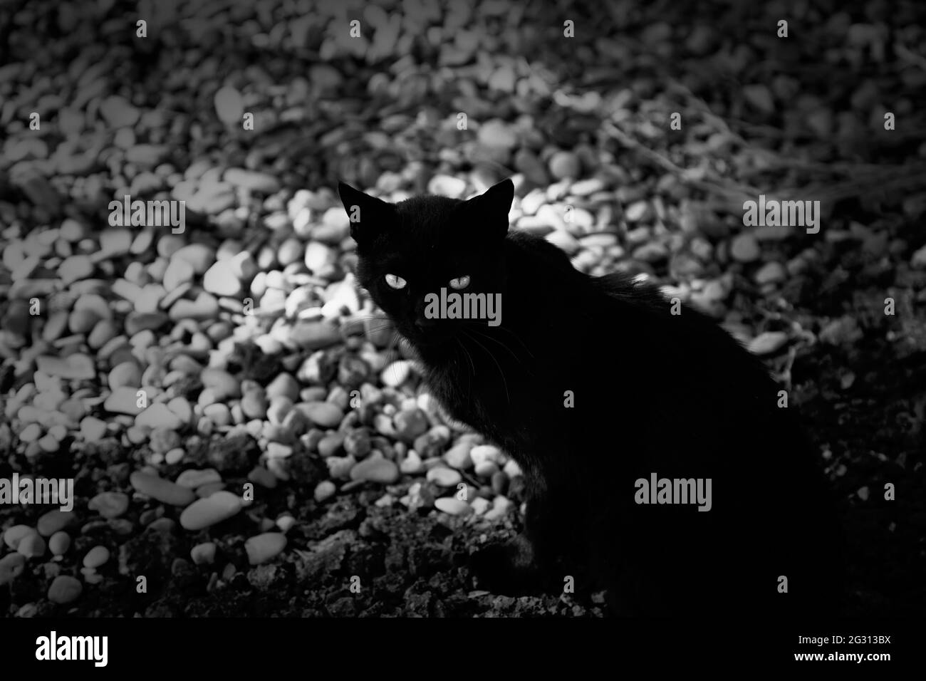 Killer cat Black and White Stock Photos & Images - Alamy