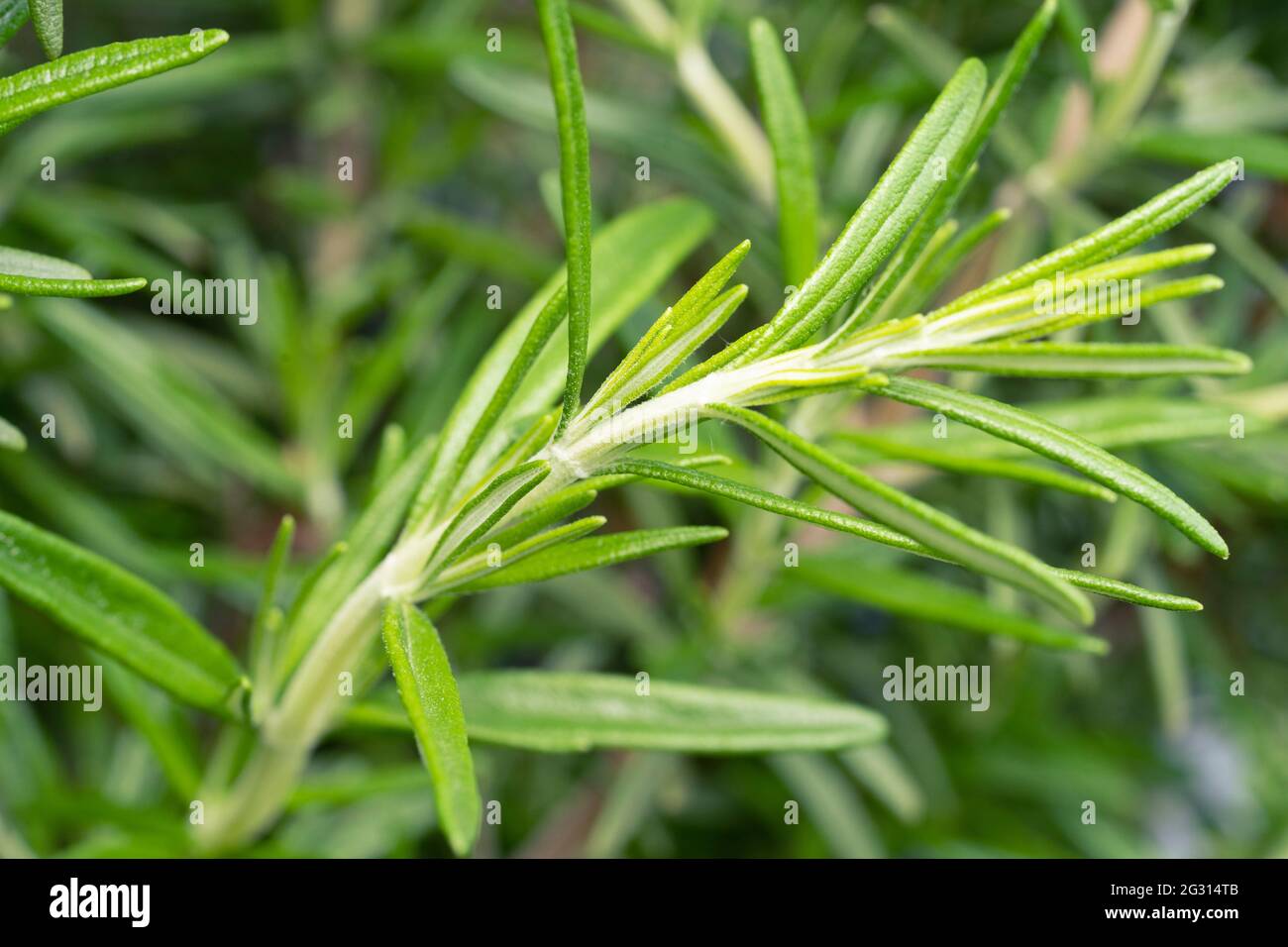 Salvia rosmarinus, commonly known as rosemary, is a shrub with fragrant