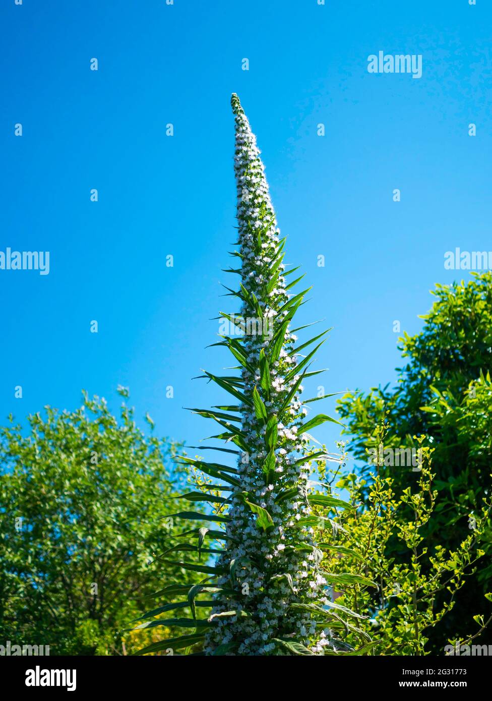 a-fully-grown-echium-plant-pininana-snow-tower-flowering-in-a-garden-in