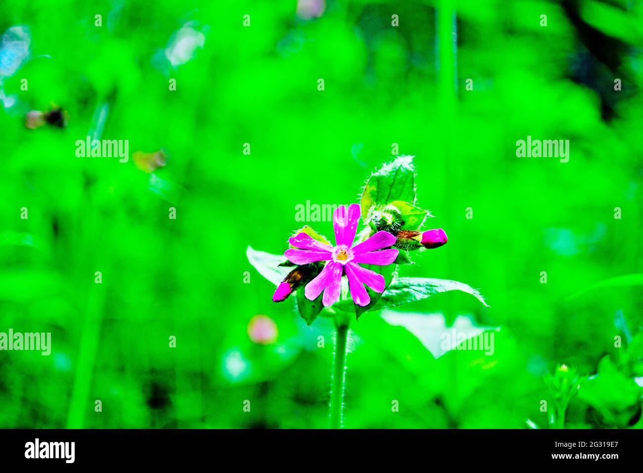 Purple flower in spring Stock Photo