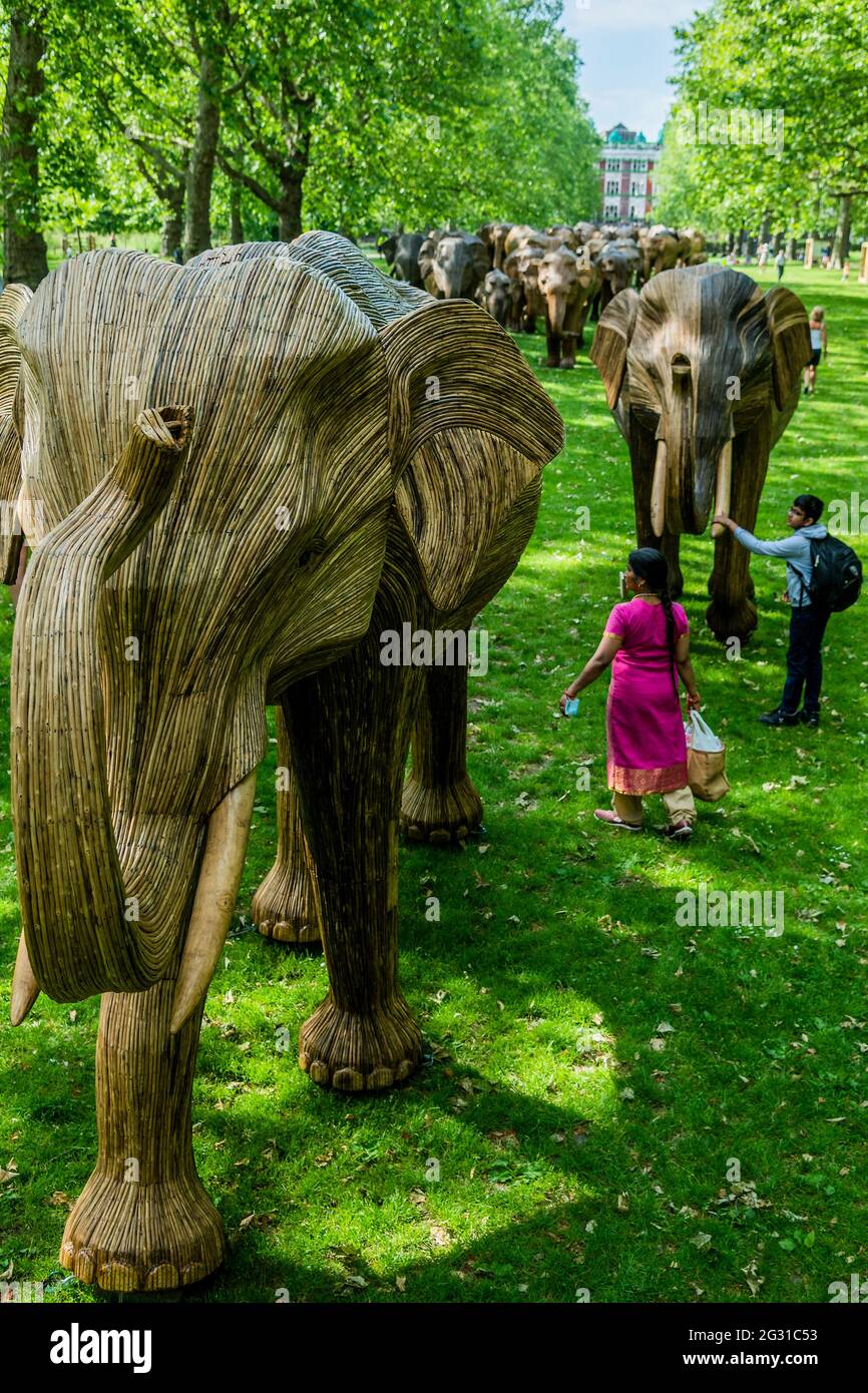 London, UK. 13th June, 2021. The elephant herd heads into Green Park as