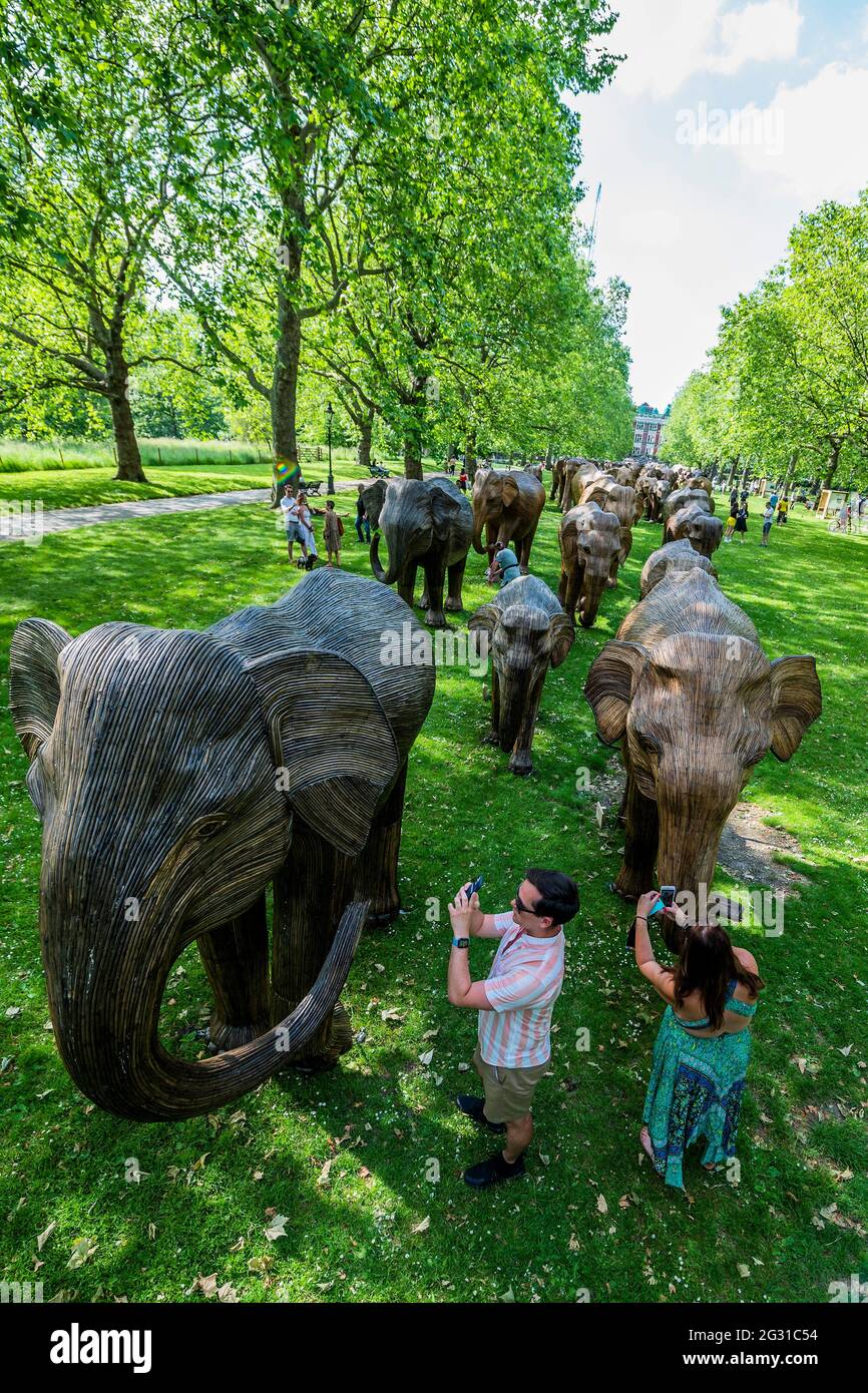London, UK. 13th June, 2021. The elephant herd heads into Green Park as