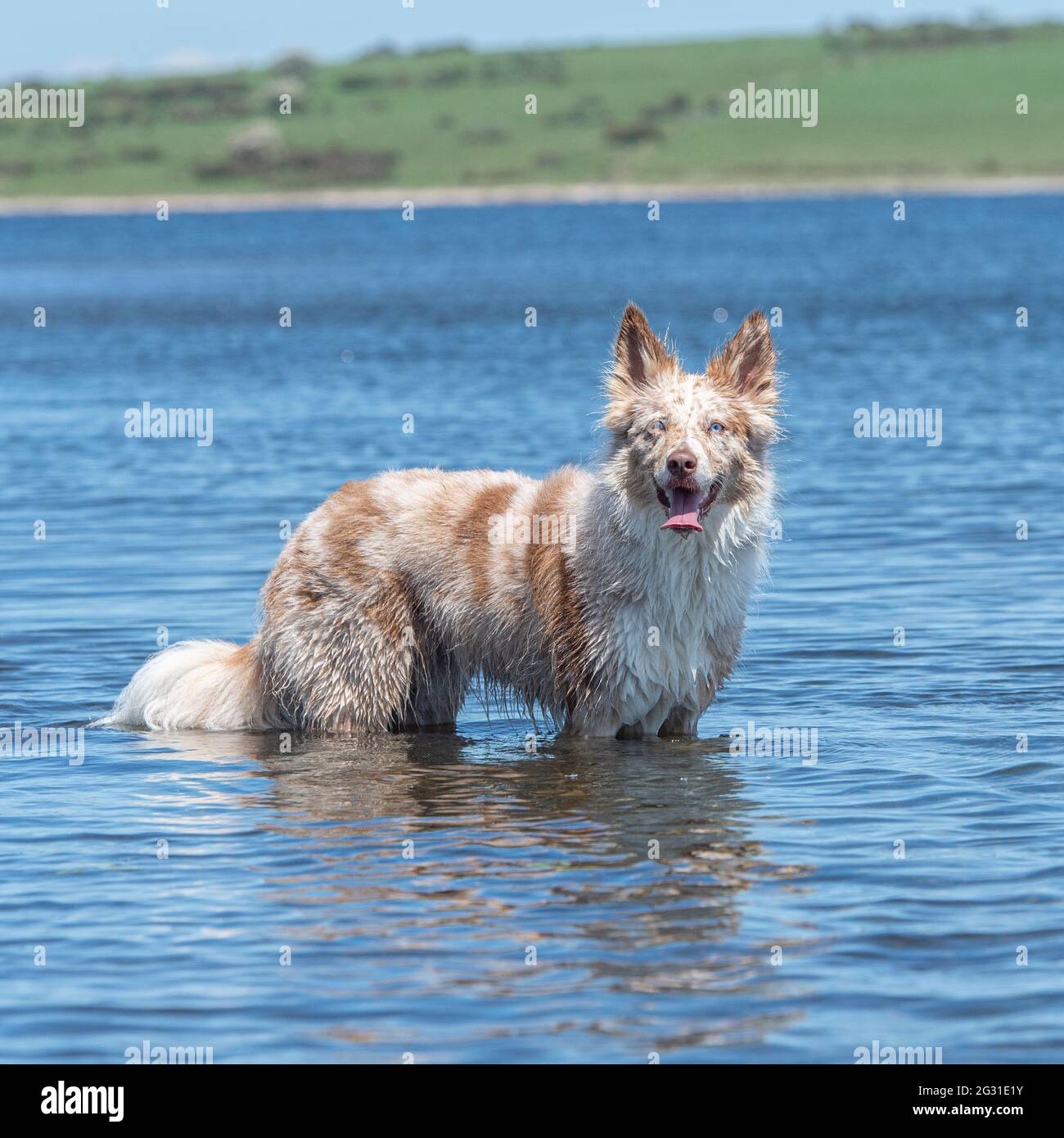 red merle border collie stood in water cooling off Stock Photo