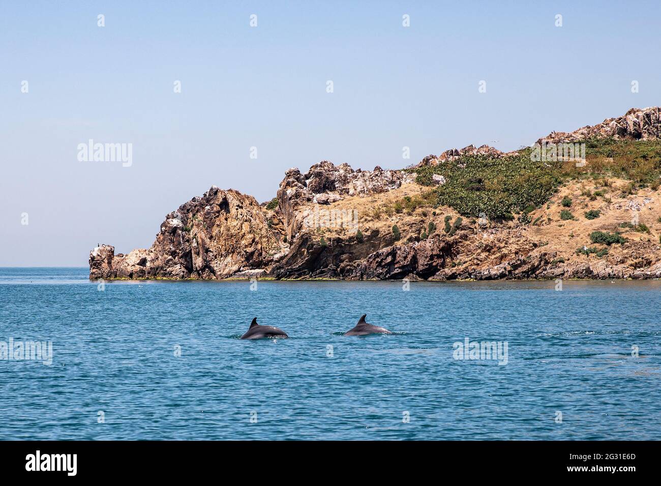 Istanbul, Turkey. 09th June, 2021. A shoal of dolphins is seen swimming in the open of the Marmara Sea despite the mucilage, which is one of the causes of environmental pollution recently witnessed in the waters. Credit: SOPA Images Limited/Alamy Live News Stock Photo