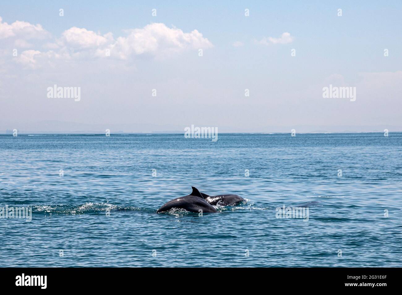 Istanbul, Turkey. 09th June, 2021. A shoal of dolphins is seen swimming in the open of the Marmara Sea despite the mucilage, which is one of the causes of environmental pollution recently witnessed in the waters. Credit: SOPA Images Limited/Alamy Live News Stock Photo